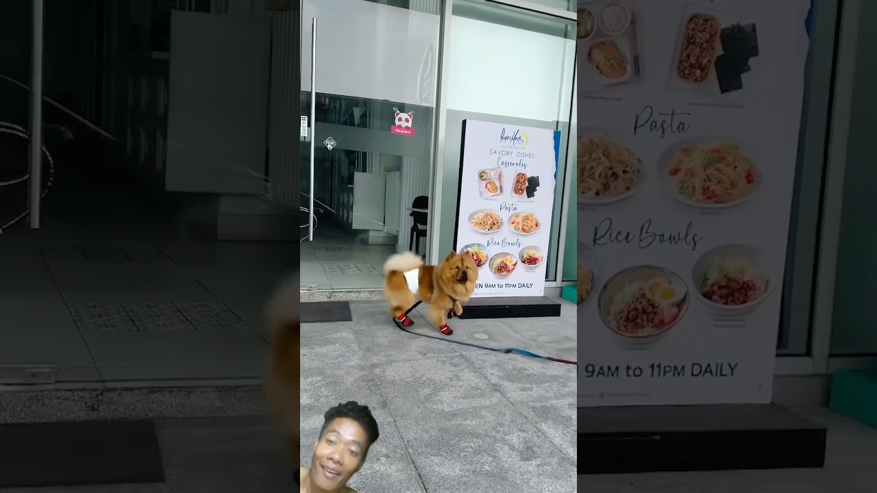 Dog cute nas #youtubeshorts #goat #video #videoshort