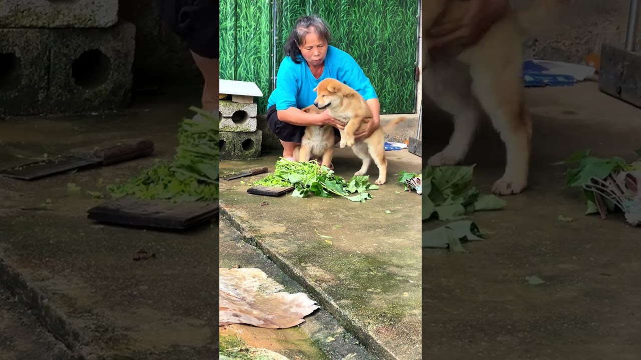 快點快點！、下一個了、、輪到我啦！！！ #中華田園犬
