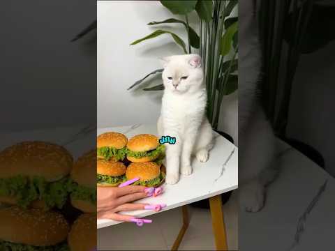 القط ده "جنن" صاحبته وكل ما ترسم حاجة يدمرها! 😱🎨