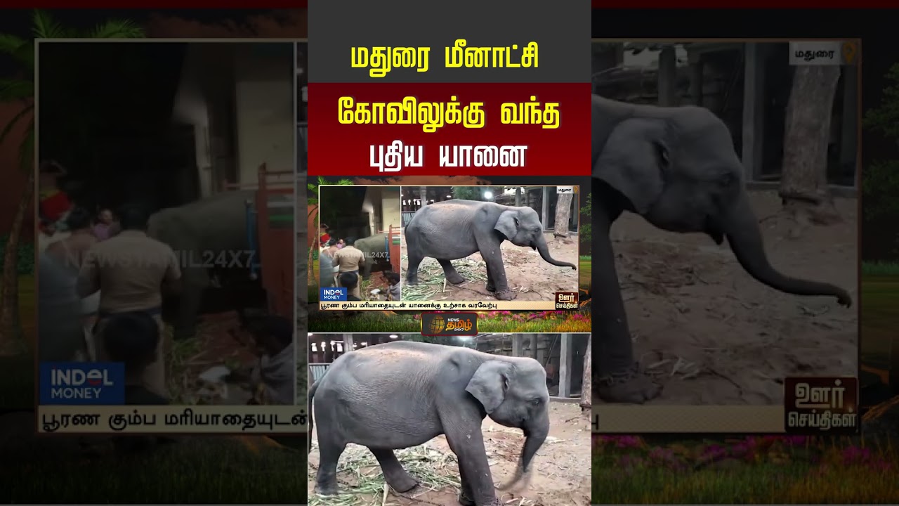 மதுரை மீனாட்சி கோவிலுக்கு வந்த புதிய யானை! #elephant #maduraimeenakshiamman
