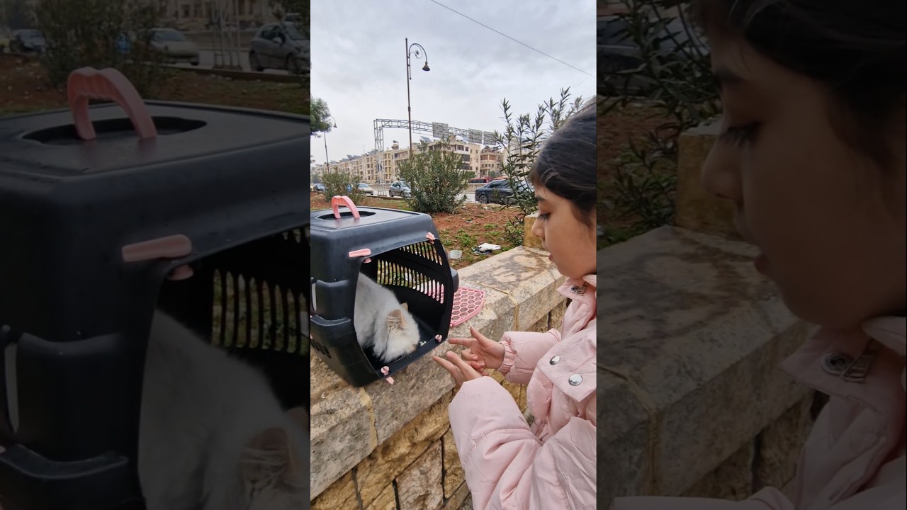 انخطفت قطة أميرة #أماني_فاميلي #أمورة #فاميلي