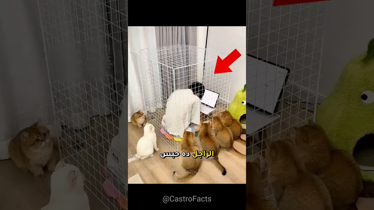 حبس نفسه جوه قفص عشان يبعد عن قططه!🐱