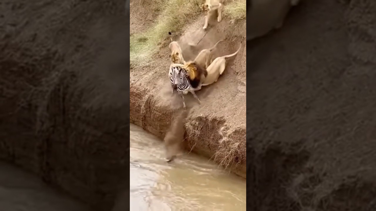 Zebra vs Lion. 🦓vs🦁 Funny Moments ♥️♥️ #youtubeshorts