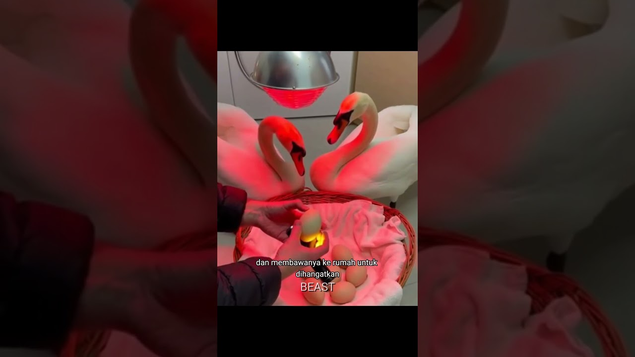 Angsa yang terjebak dalam danau yang beku‼️🥺#informative