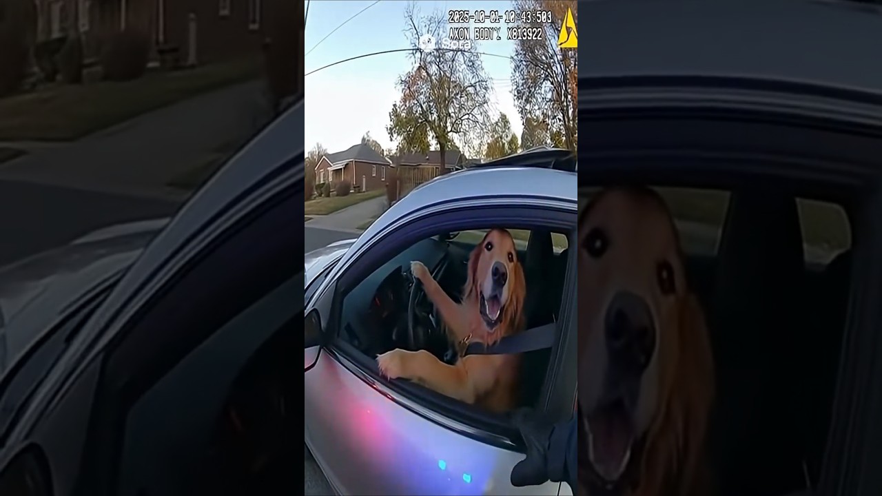 Police Chase: Dog Driving a Police Car 🐕🚗🚓