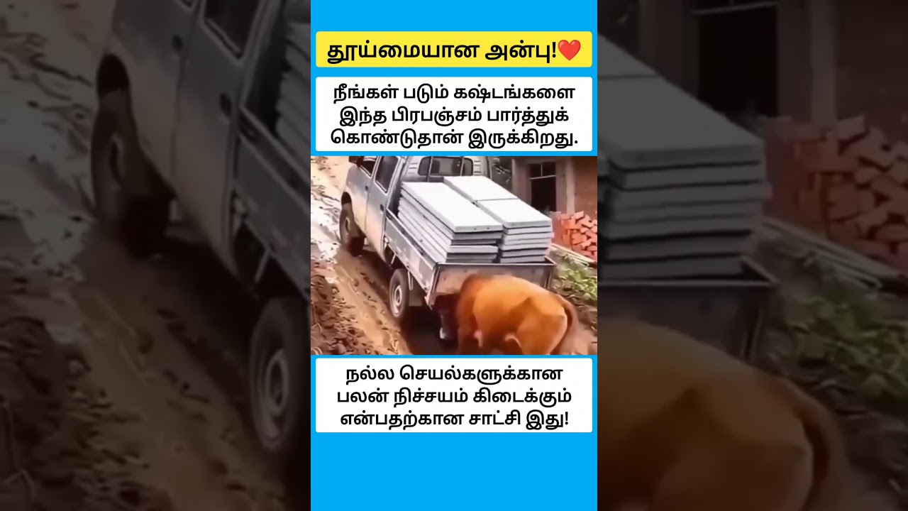 பரிசுத்தமான தூய்மையான அன்பு #shorts