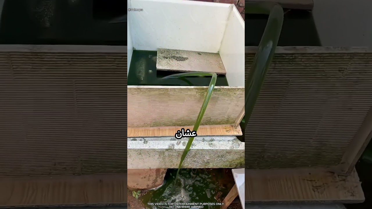 بينضف حوض السلاحف بطريقة مميزة #viral