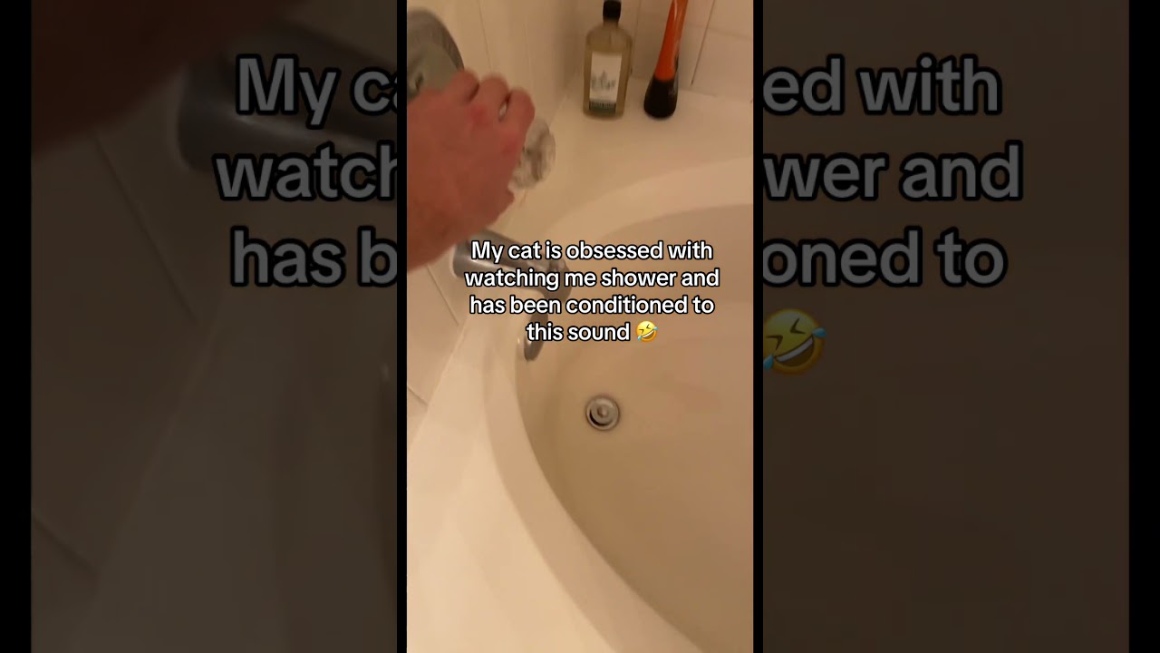 She still does this to this day 🤣 #catsofyoutube #catshorts