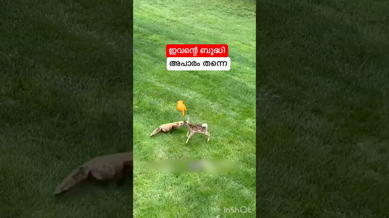 ഇവന്റെ ബുദ്ധി അപാരം തന്നെ #shortsfeed #shorts