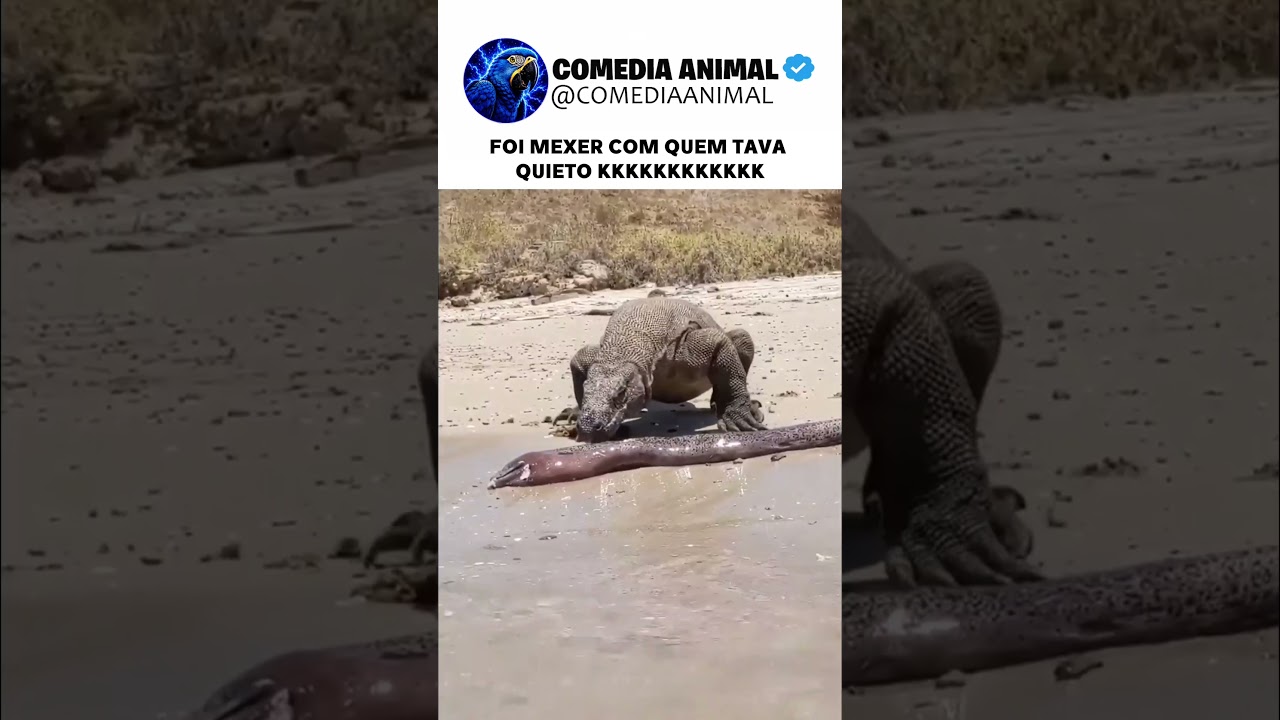 ELE LEVOU 700 VOLTS NA BOCA 😅😂 #animals