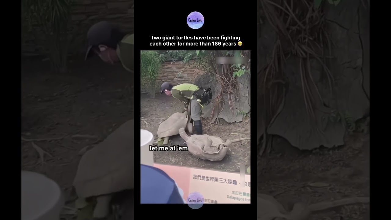 Two giant turtles have been fighting each other for more than 186 years 😭