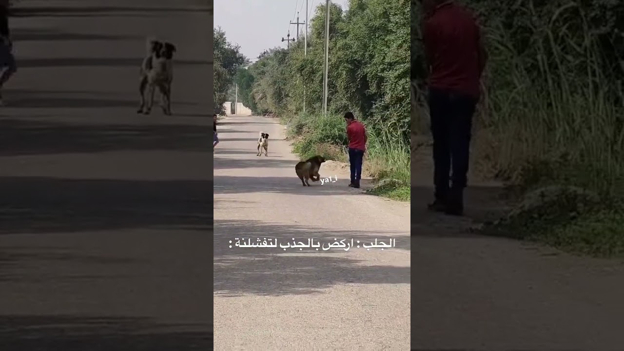الچلب :امداك فشلتني😂💔🙌🏽🙌🏽🙌🏽🙌🏽🙌🏽