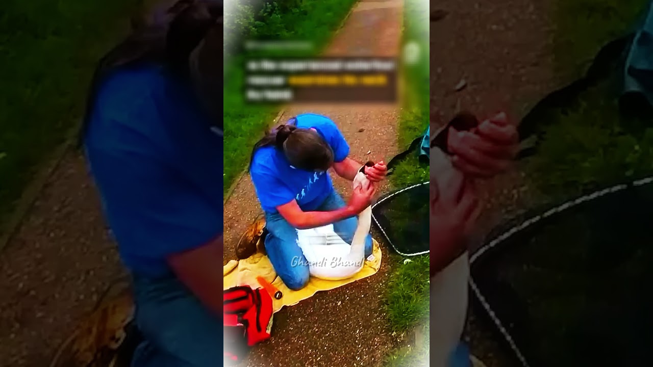 Kind Stranger Stops To Help Swan With Mysterious Condition #rescue #animals #usa