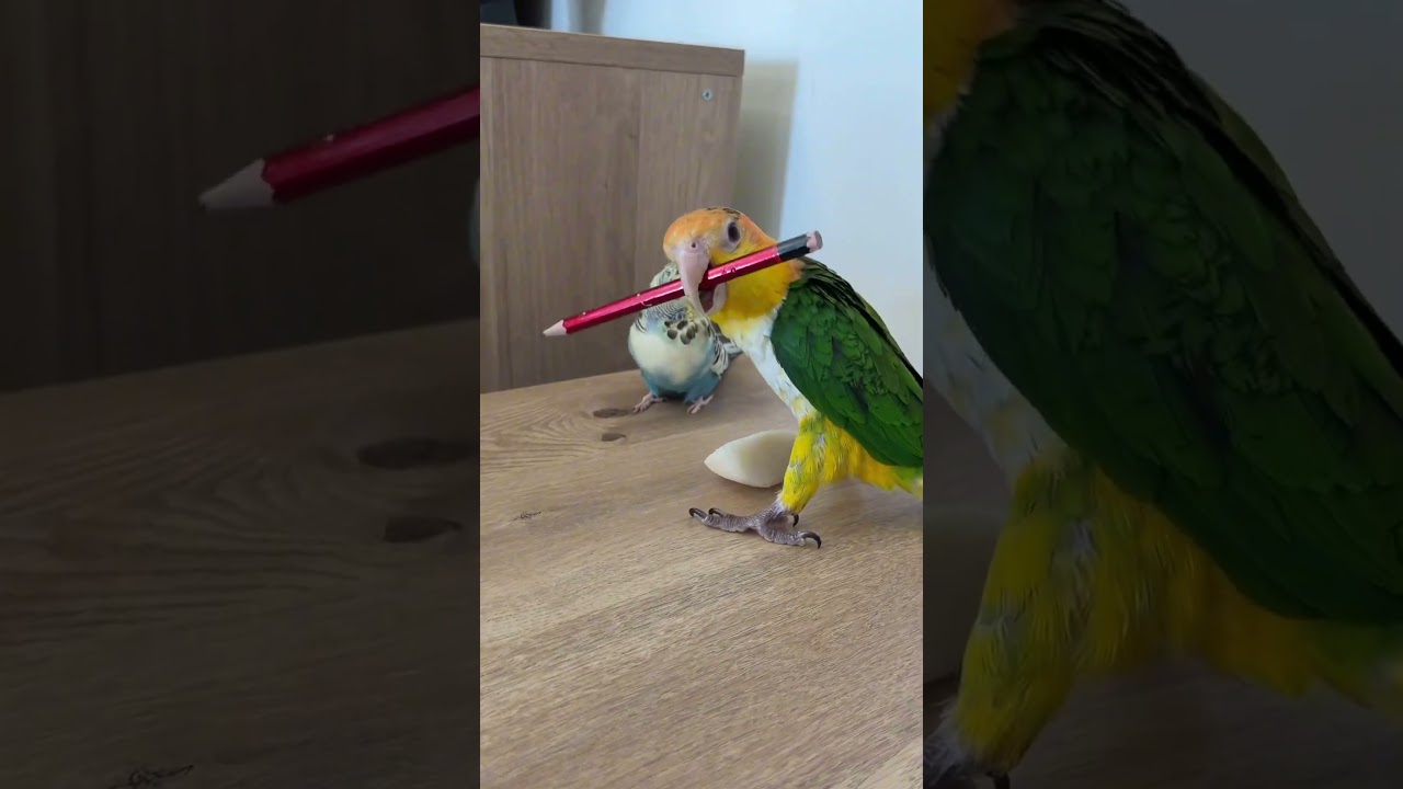 Kocaman kuş imkansız bir olayın peşine düştü…