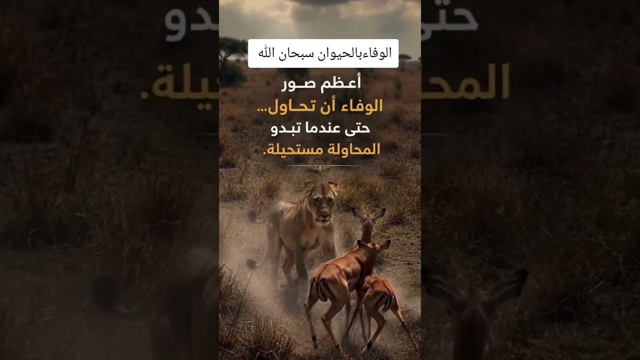 #منوعات_فيديوهات_رائعة