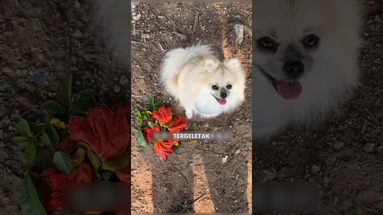 Anjing Ini Ternyata Tak Pernah Berniat Pergi