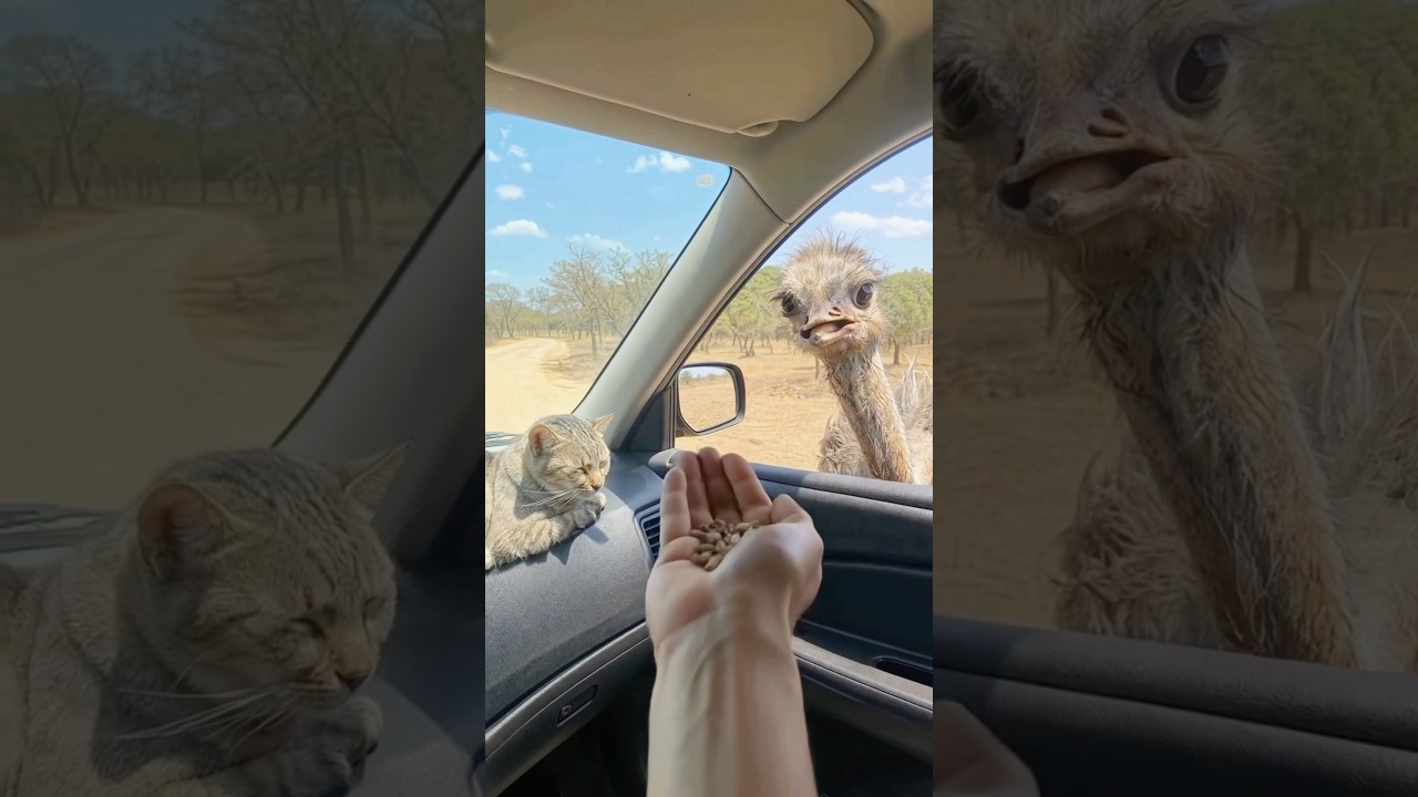 عامل فيها مرود حيونات احسن تستاهل 😂🤣