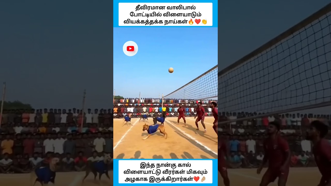 இந்த நான்கு கால் விளையாட்டு வீரர்கள் மிகவும் அழகாக இருக்கிறார்கள் #shorts