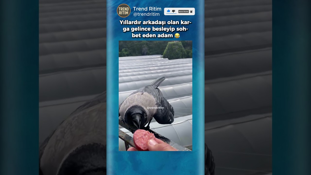 Yıllardır Beslediği Kargasıyla Hasret Gideren Adam 😂🤣