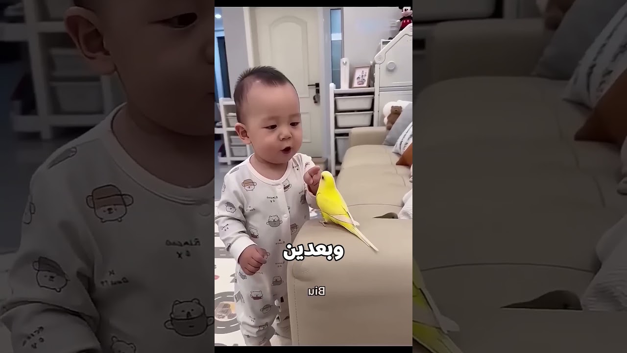 الببغاوات نامت عشان ألف دولار 😂🦜💸
