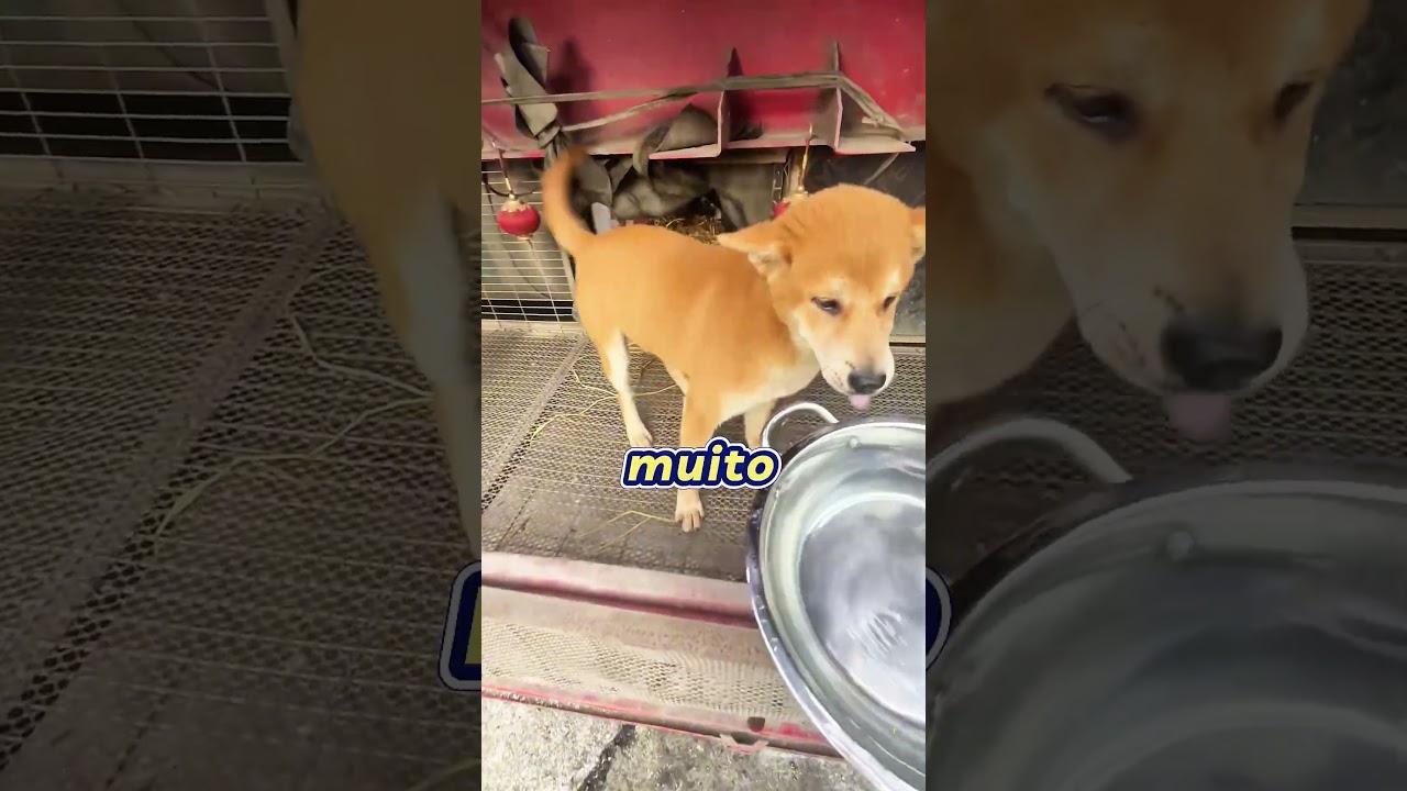 Achando que os cães estavam presos, mas eles me deram um tour pela mansão deles! 🐶🏡😂