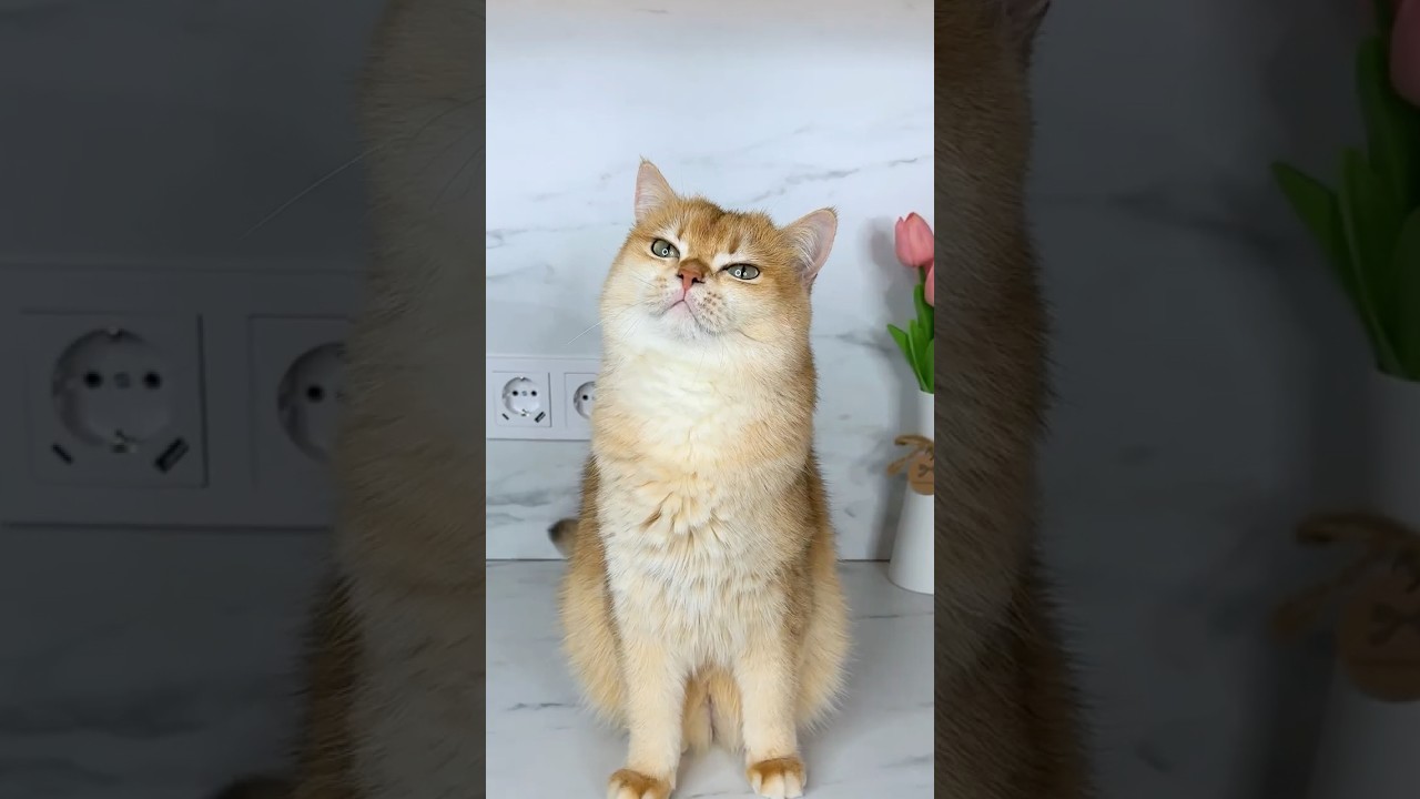 Cat Nika couldn’t trick me😉 #cat #cats