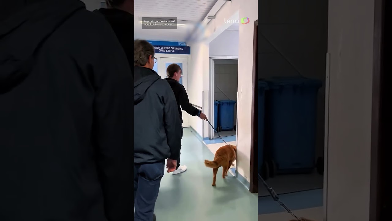 Jovem com tumor cerebral recebe visita do cachorro no hospital e emociona web #shorts