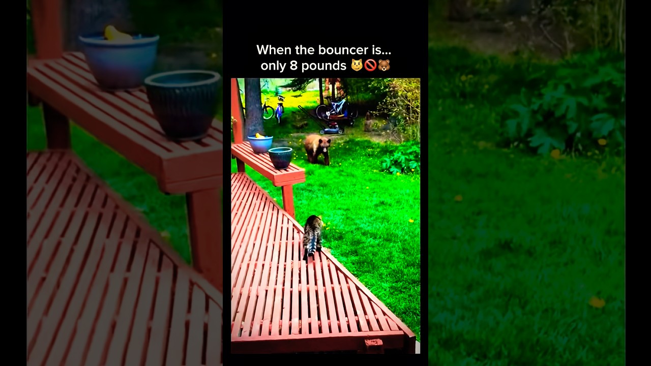 Bear vs Cat: He’s Denied Entrance