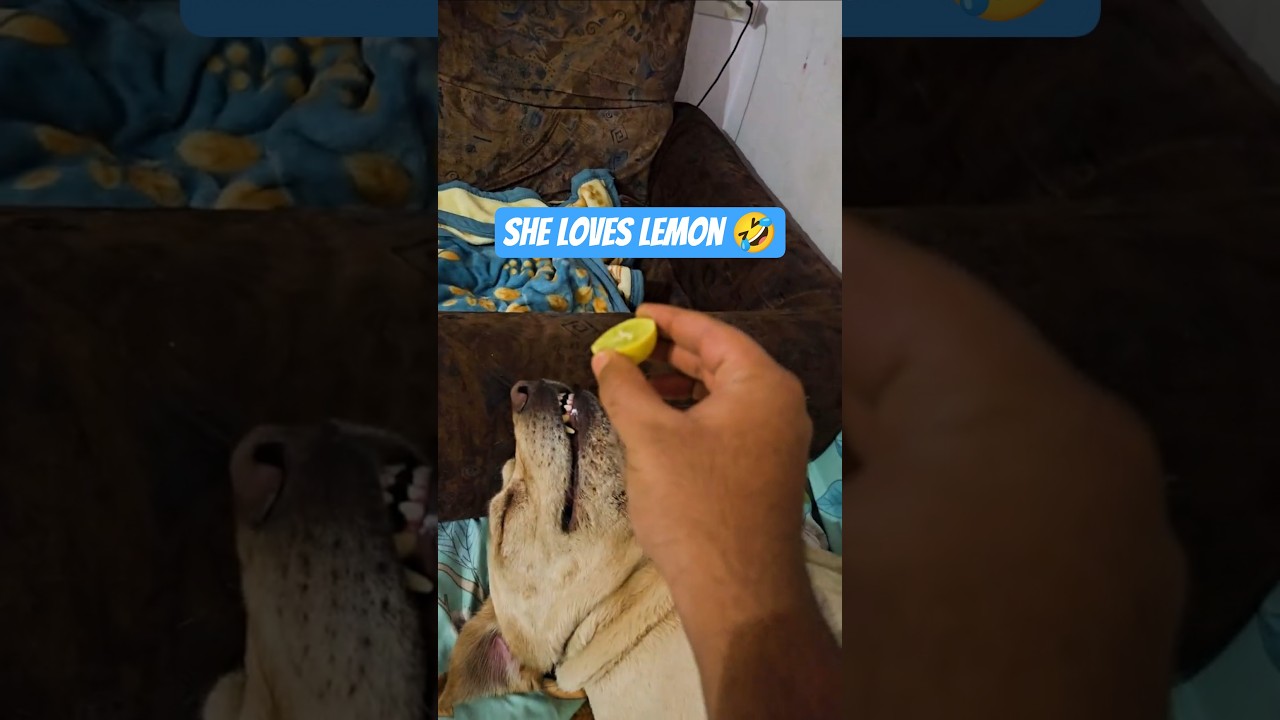 Emma Likes Lemon 🤣🤣🤣 | #cuteanimal #pets #dogcute #minivlog