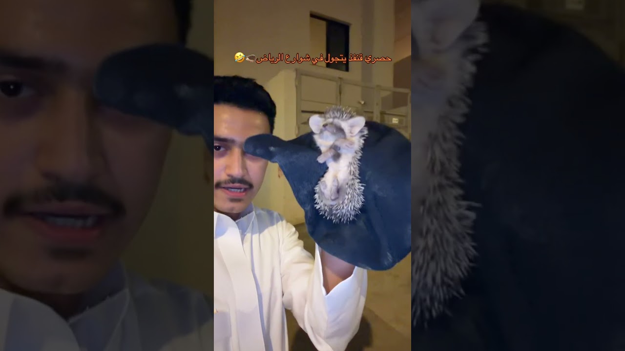 قنفذ يتمشى في الرياض😂