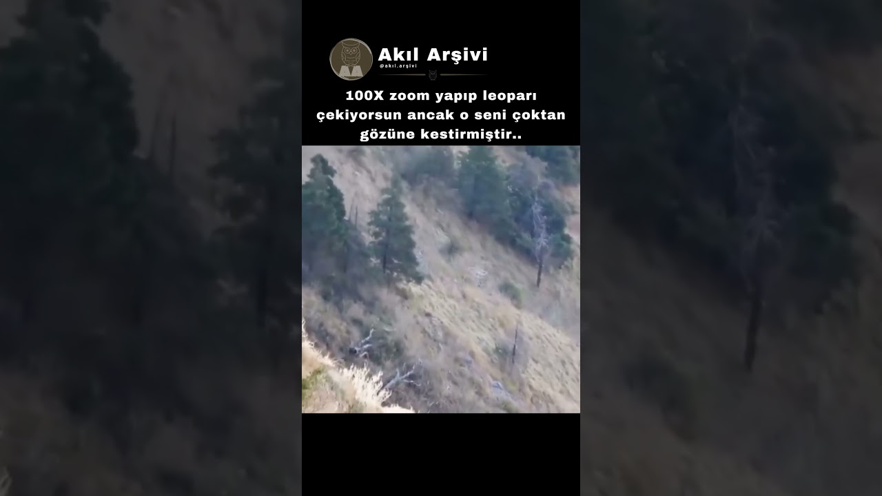 100X Zoom ile İnanılmaz Detay Leoparla Göz Göze Geldik! 🐆