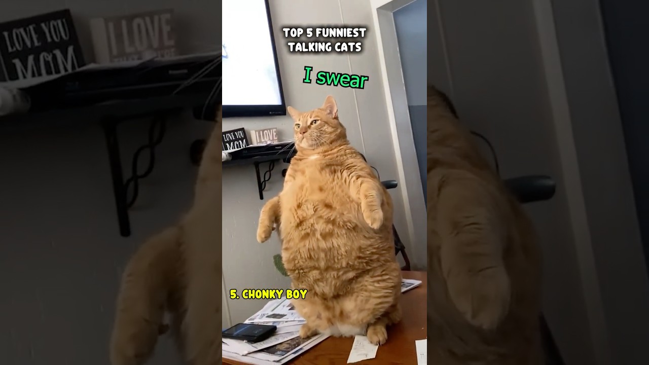 RanKinG tHe FuNNiesT TalKinG CaTs 😻📈