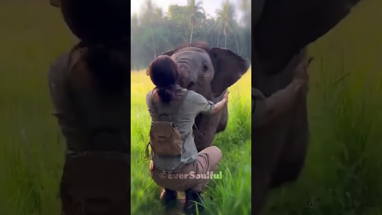 A Little Elepahnt with big Heart for his Human