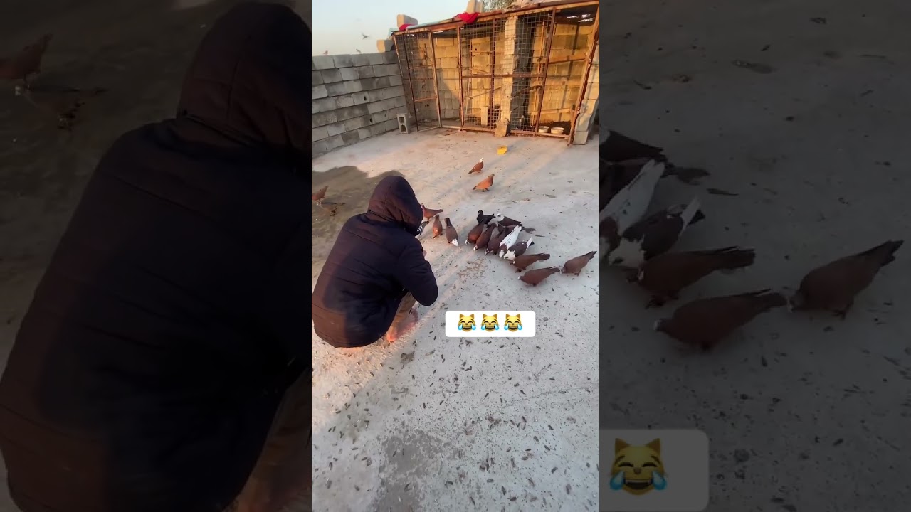 #صيد #طيور #حمام #اكسبلور