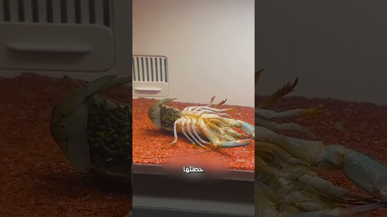 جاب كابوريا و حصلت كارثة🦞