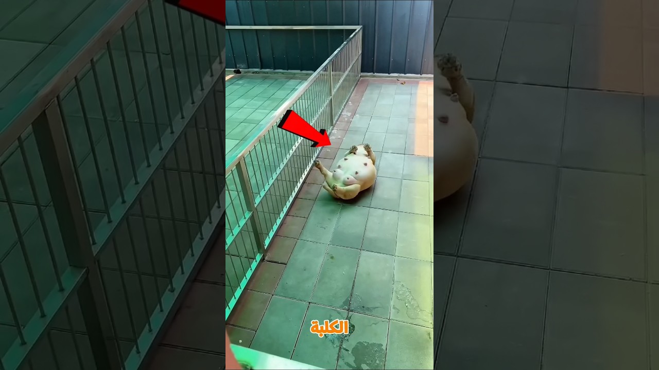 كانت بتتالم.. شوف ااالي حصل 👀😨