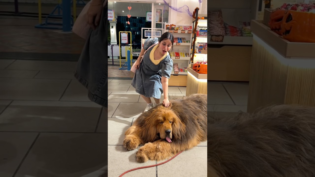 OMG😳😳😱😱 Never seen Such a Huge Dog in My Life 🤣🤪😂  #vivekjadoo #deepikavivek