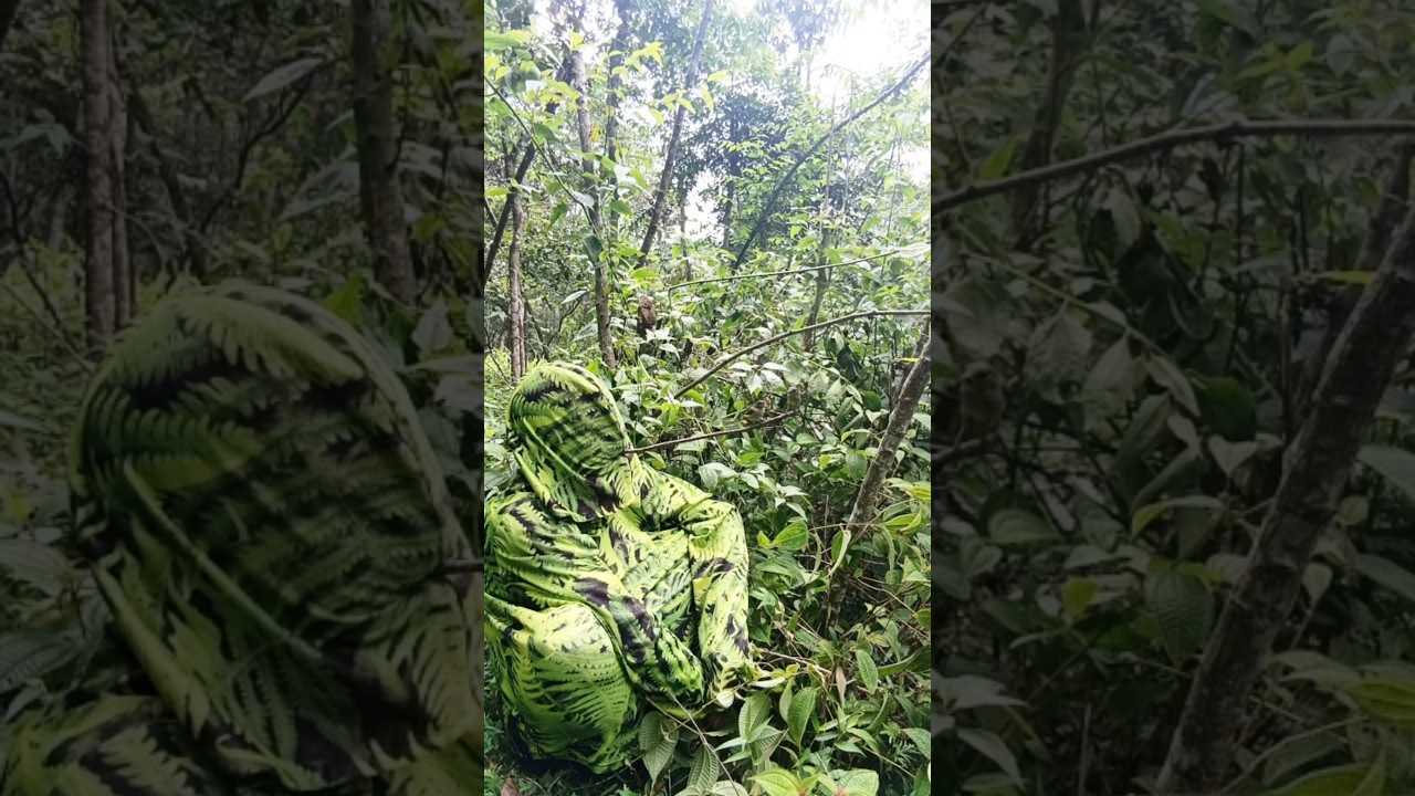 Penyamaran Skil Bunglon Mikat Burcil Poin Dua Ekor #birds #shorts