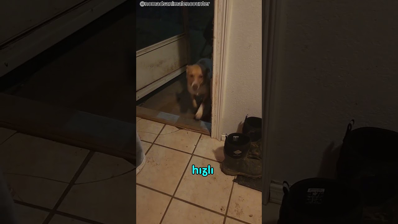 Bu KadınTüm Köpekleri Kurtardı! #viralvideo #shorts