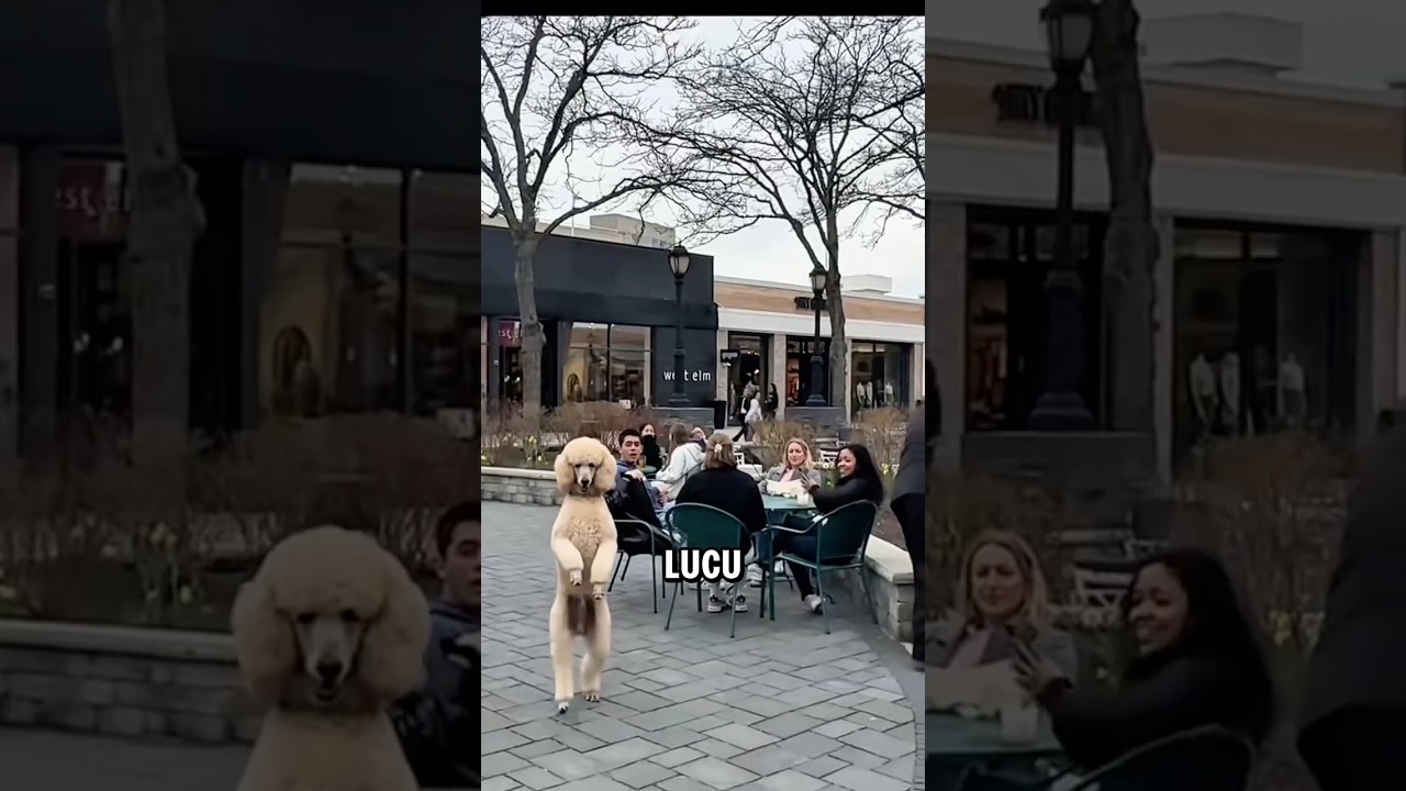 Anjing ini berjalan dengan cara yang unik 😍🐶