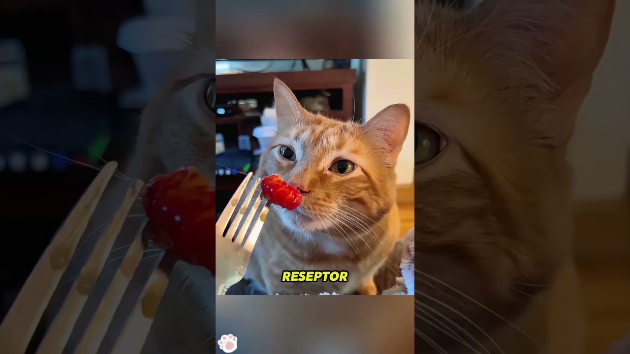 ternyata ini loh alasan kucing gak suka makanan manis  #shortvideo