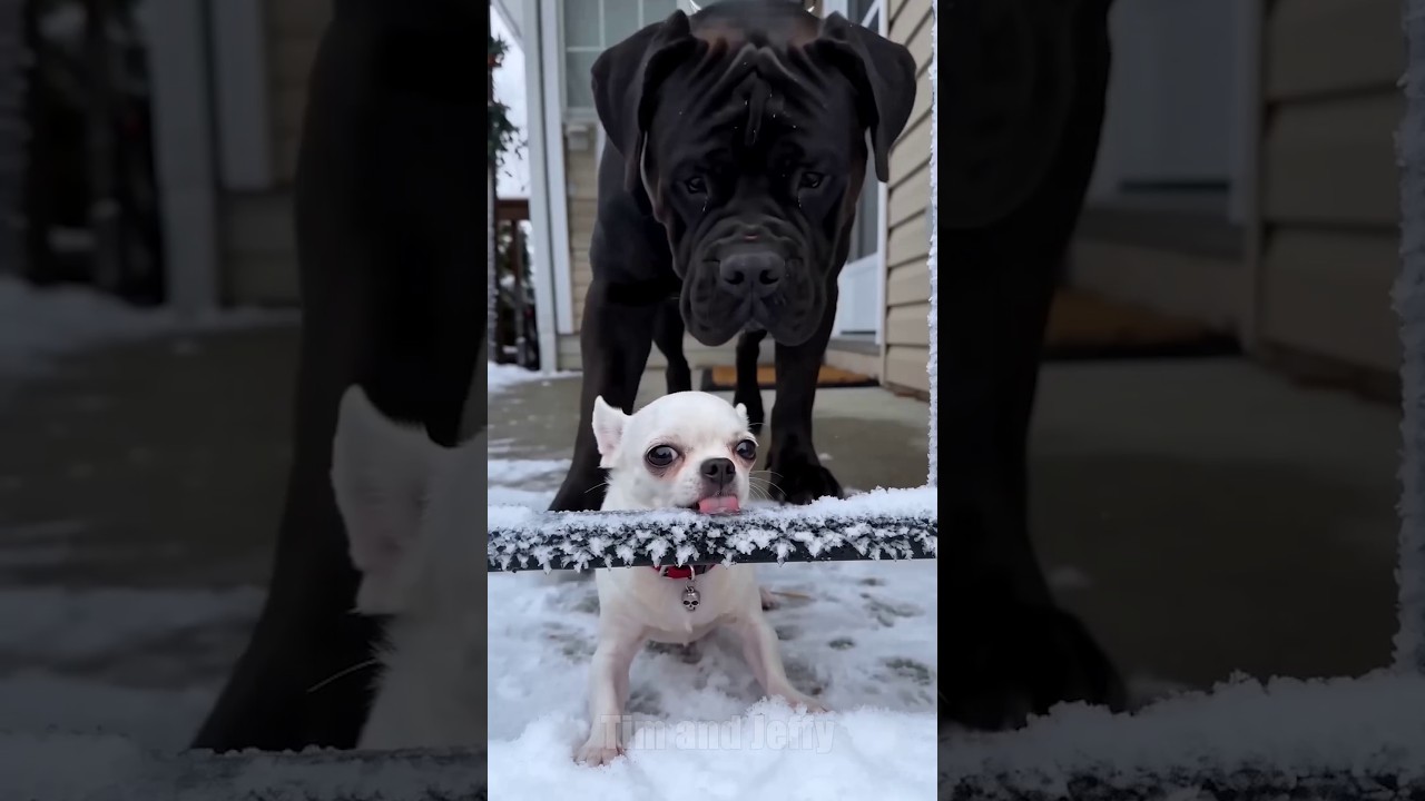 Jeffy Gets His Tongue Stuck to a Frozen Railing 😭❄️