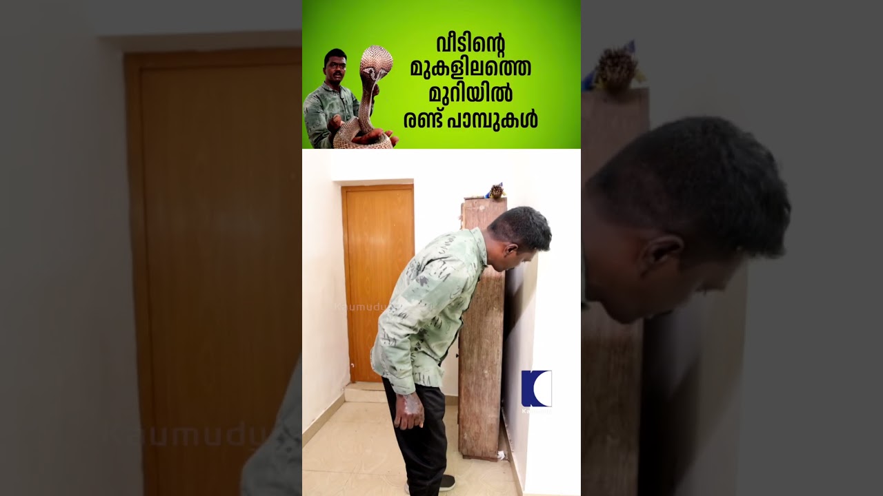 വീടിൻ്റെ മുകളിലത്തെ മുറിയിൽ രണ്ട് പാമ്പുകൾ #snakemaster #vavasuresh