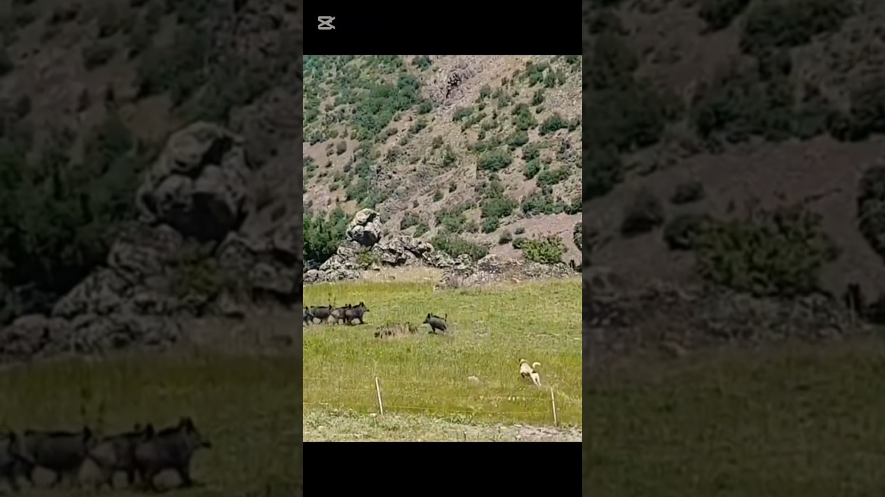 #shortsvideo #kangal