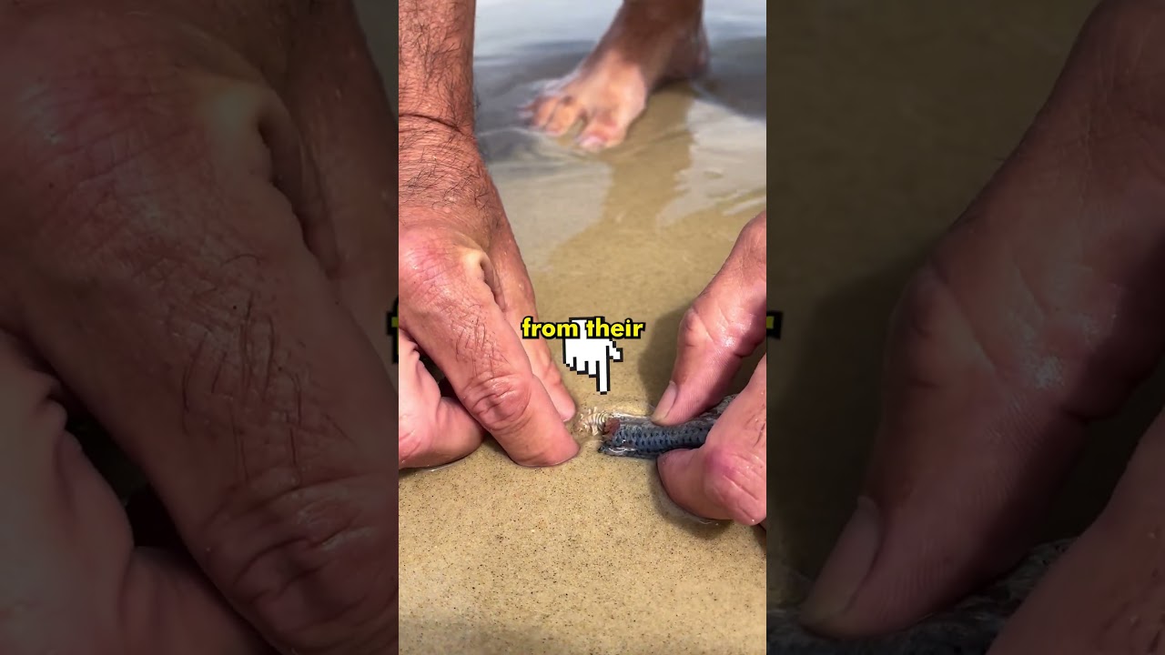 The Creature Buried Under Every Beach