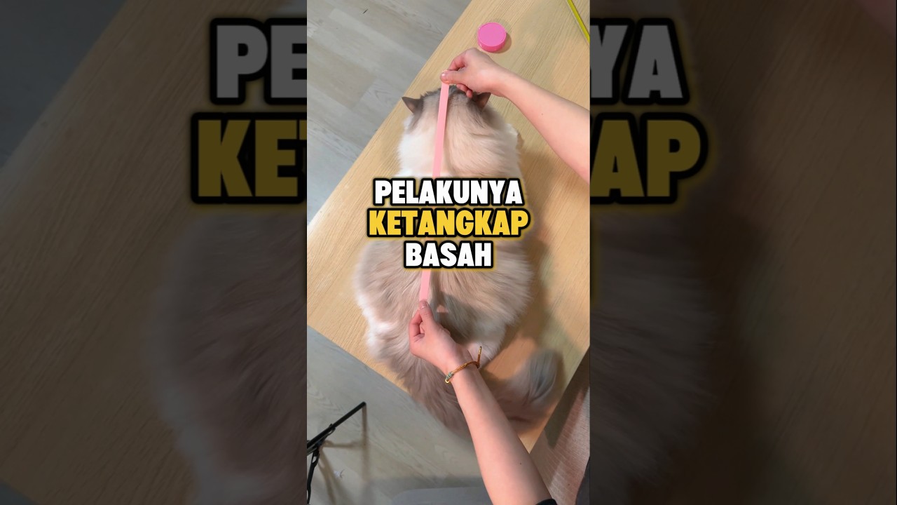 Cari siapa yang rusak tamannya
