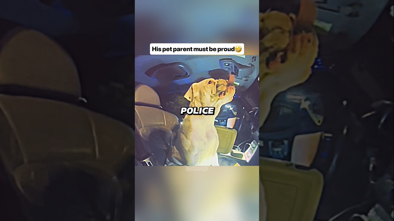 Texas cop reads Miranda rights… to a dog 😭🤣 - Published by udsaved