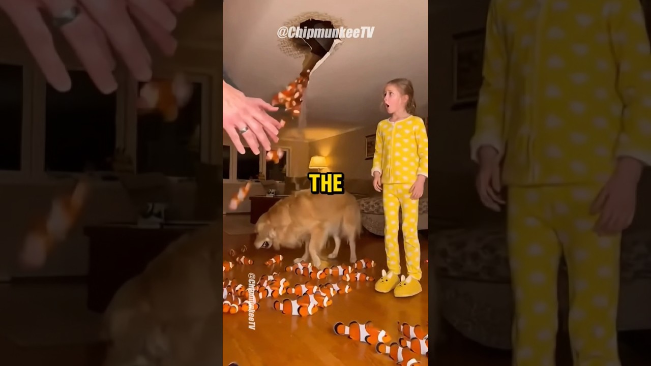 Clownfish Fell From My Ceiling... Who Did This?! 😳🐟 #animalrescue #goldenretriever #humanity