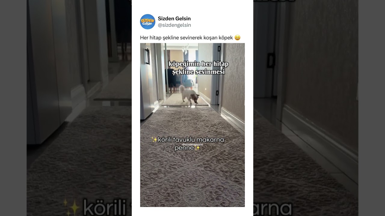 Her hitap şekline sevinerek koşan köpek 😄