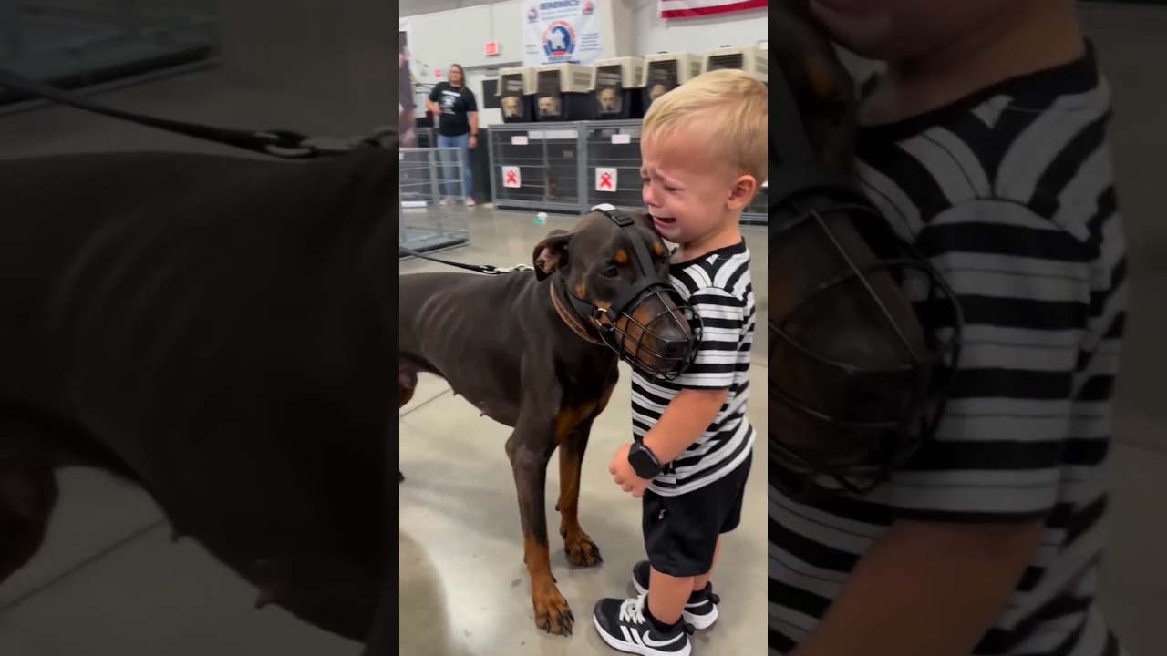 Little Boy Shares a Heartfelt Hug with Doberman at the Shelter